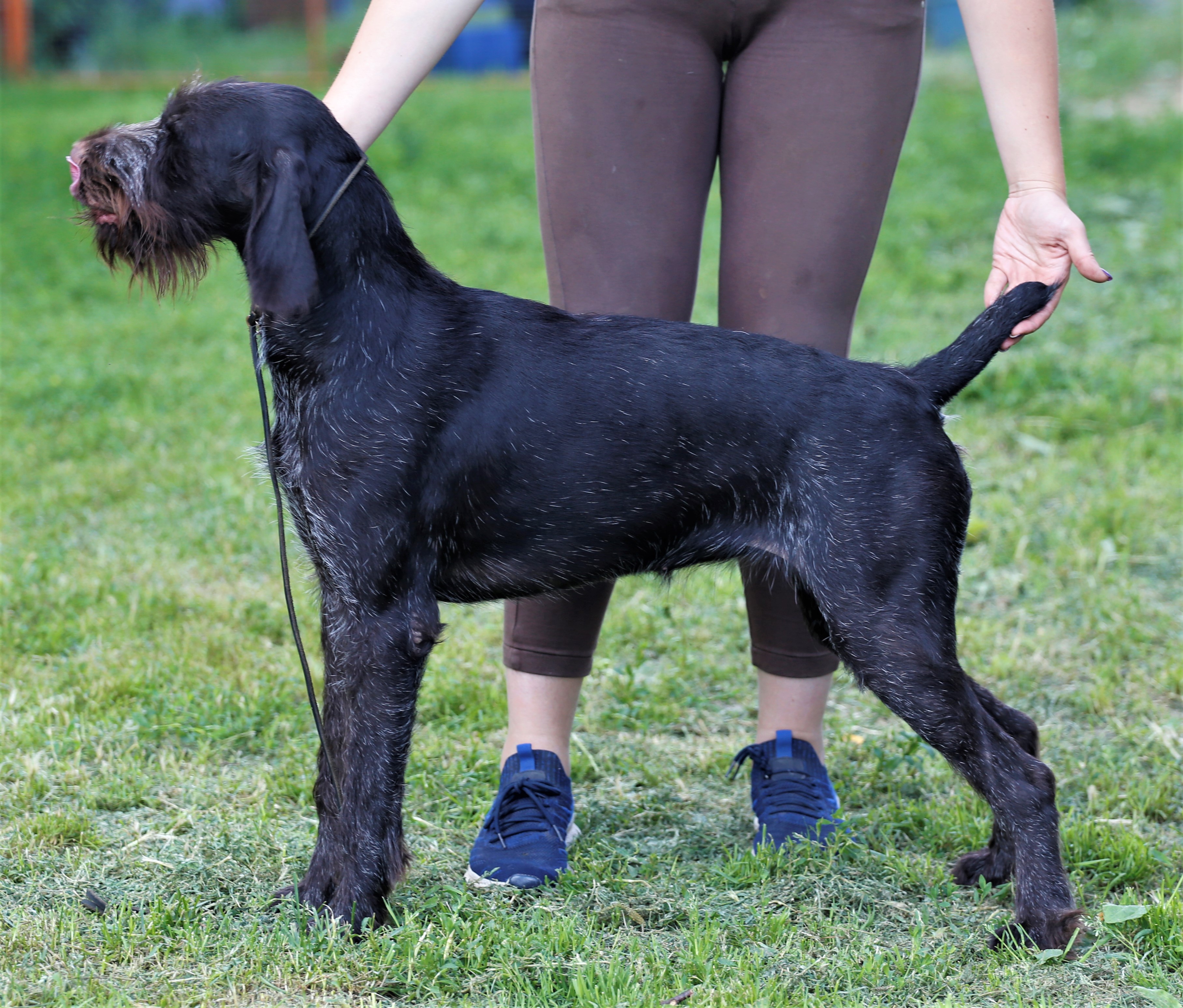 Gretta (Гретта)